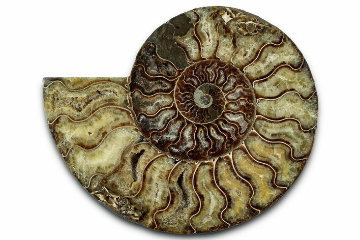 Cut & Polished Ammonite Fossil (Half) - Madagascar #347830